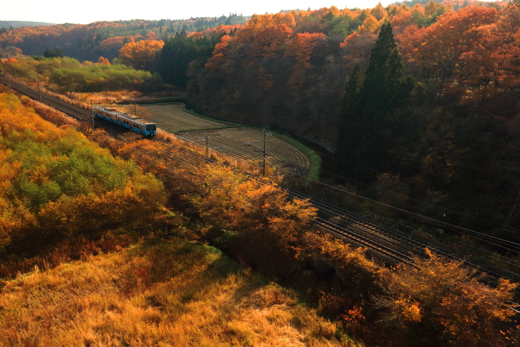 足早の紅葉 IV