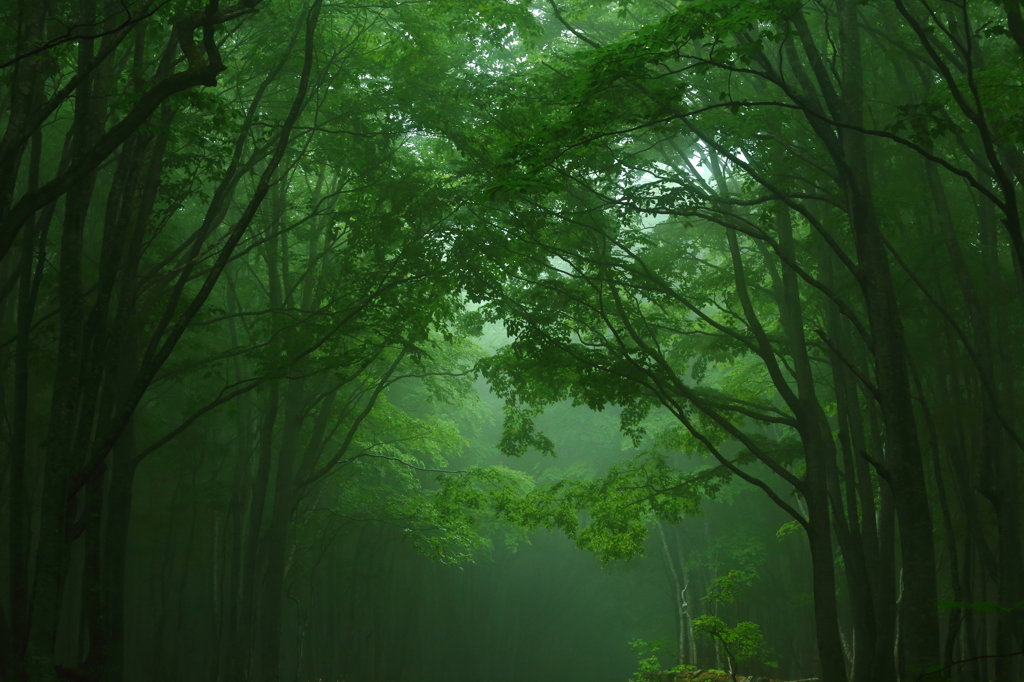 Forest of fog I