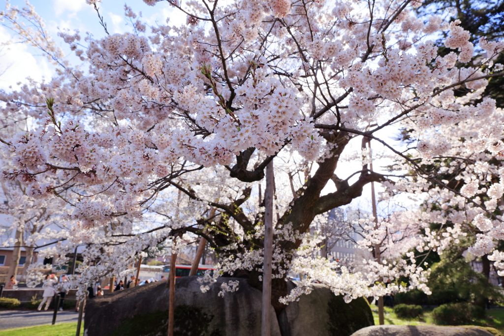 満開の石割桜 I