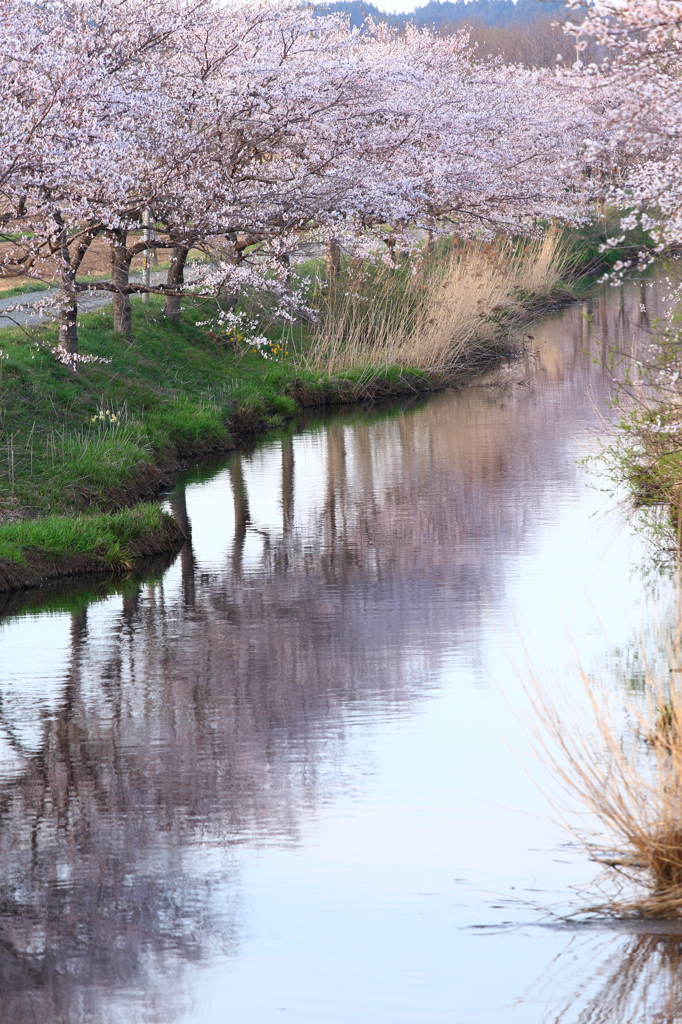 花切川の桜 II