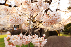 夕暮れの石割桜 I