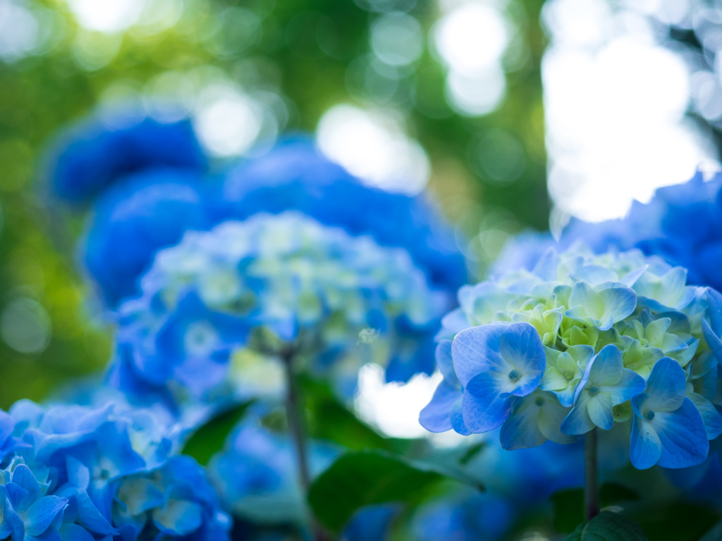北国の紫陽花 III