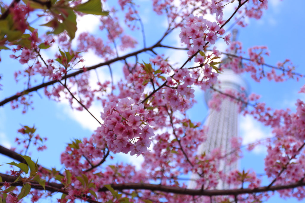 桜ツリー III