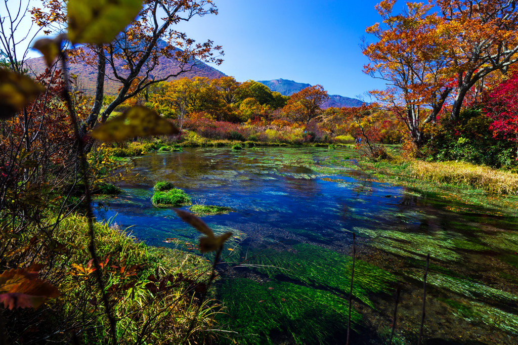 紅葉の終焉