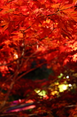 中野もみじ山・夜紅葉