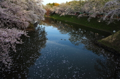 水鳥たちも楽しそう 水鳥たちも楽しそう
