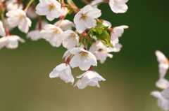 盛岡城跡内丸緑地の桜 盛岡城跡内丸緑地の桜