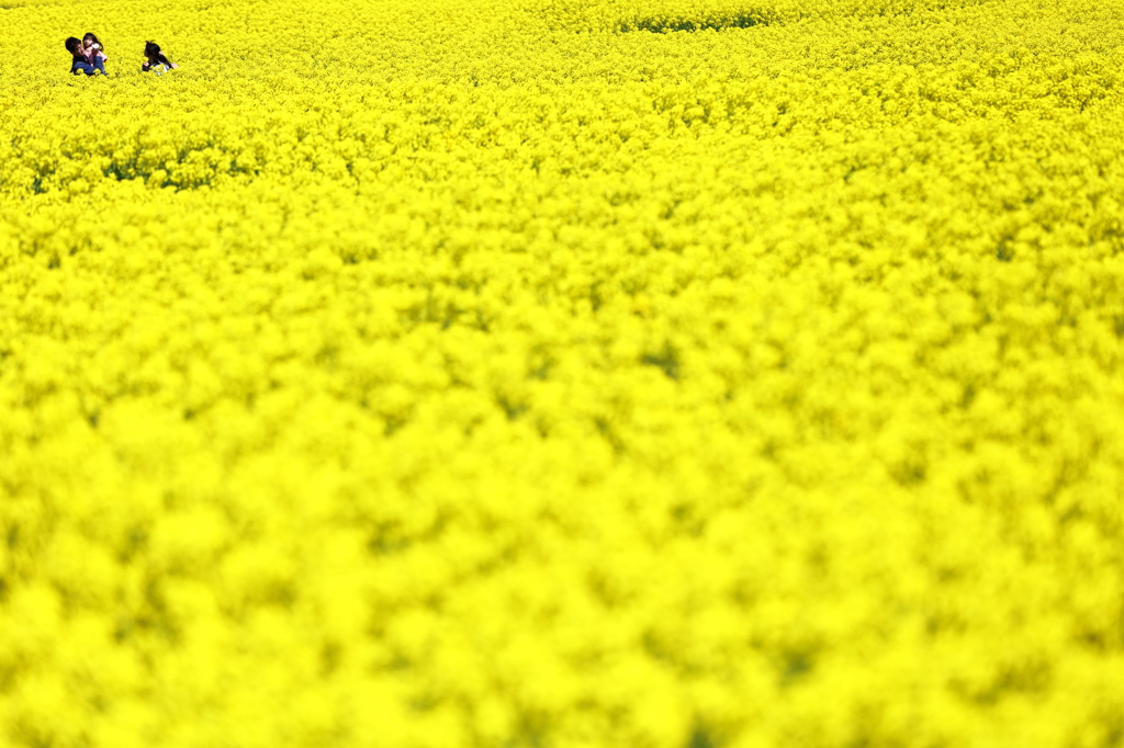菜の花・親子