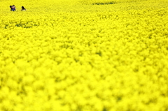 菜の花・親子