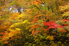 紅葉の奥入瀬渓流 54