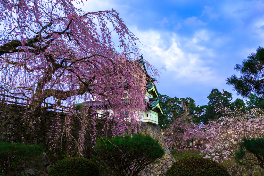 しだれ桜と弘前城