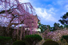 しだれ桜と弘前城 しだれ桜と弘前城