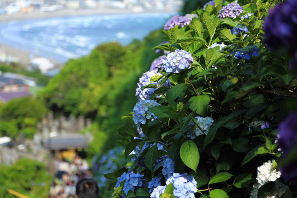 成就院の紫陽花