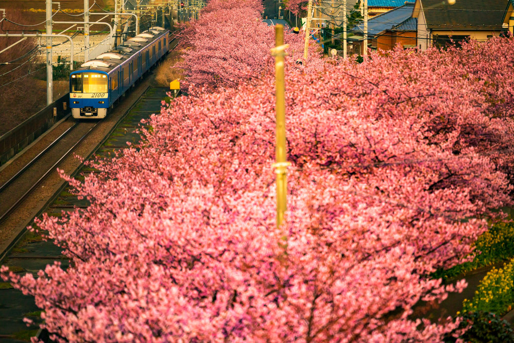 お花見列車 V