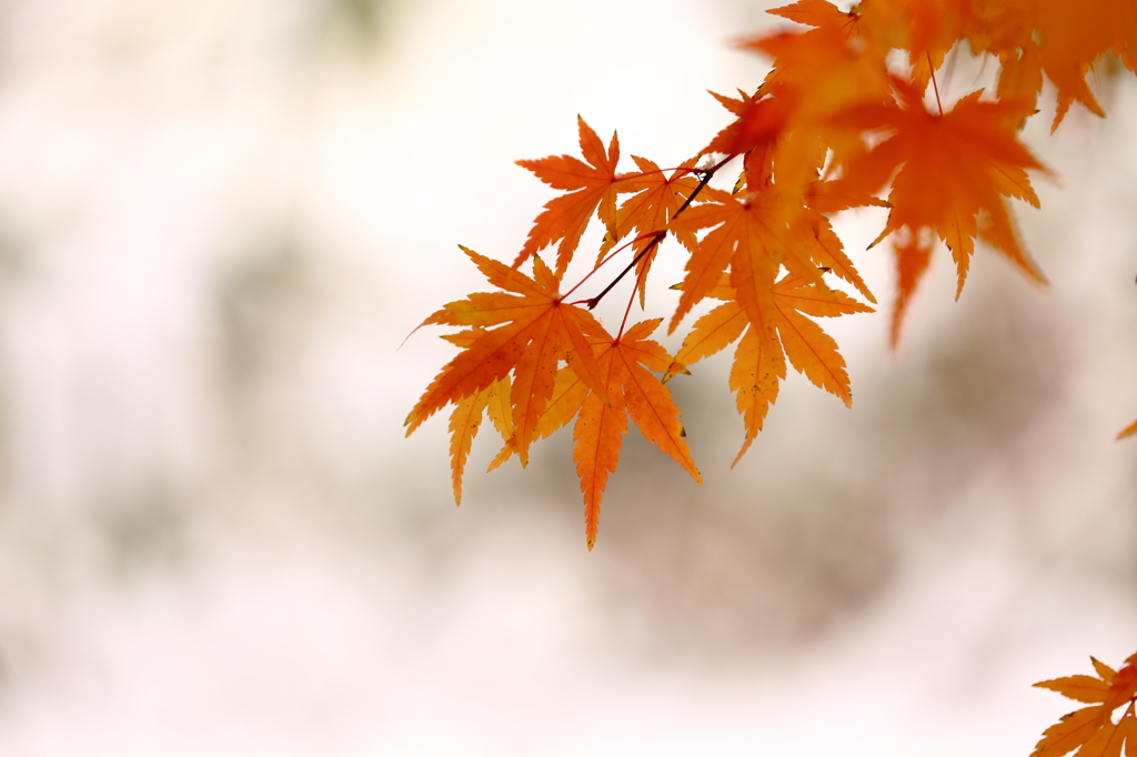 雪もみじ IX