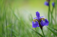 Flowers near VIII