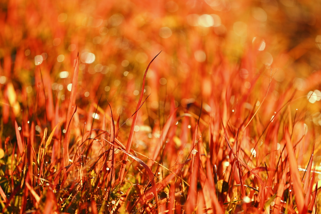 紅草