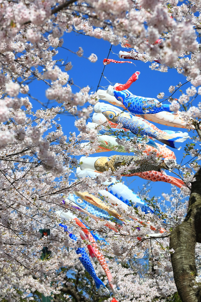 鯉のぼりと桜 III