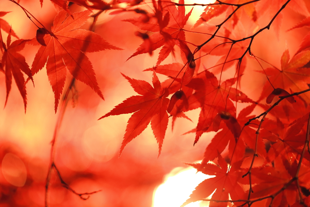 透紅葉