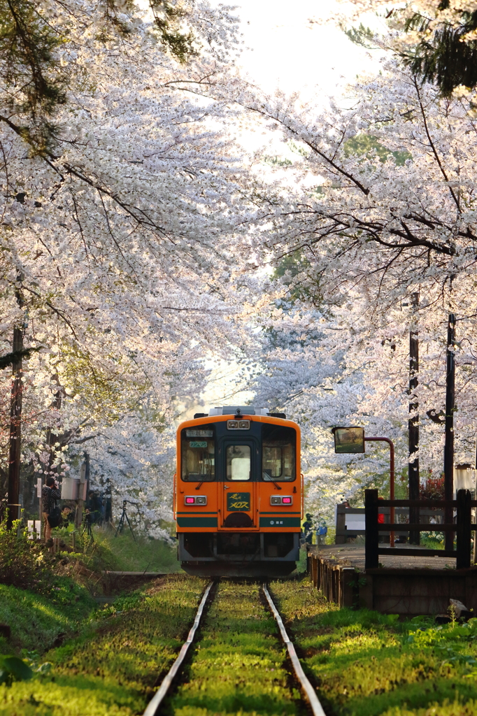 津鉄の春 2015 III