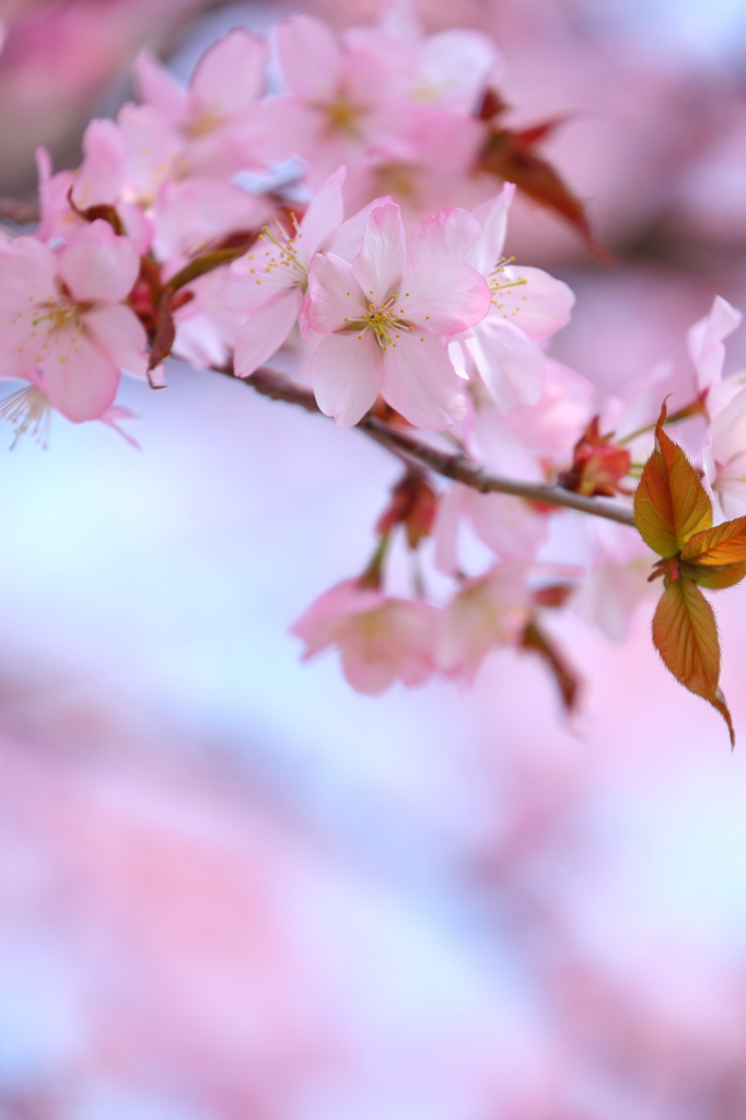 夜越山の桜 III