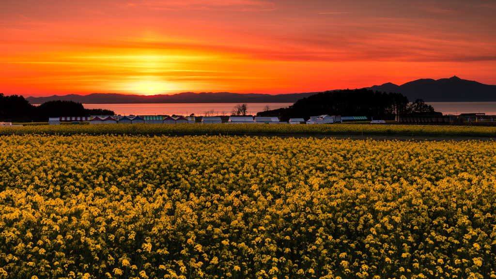 夕暮れの菜の花畑