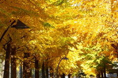 Yellow ceiling