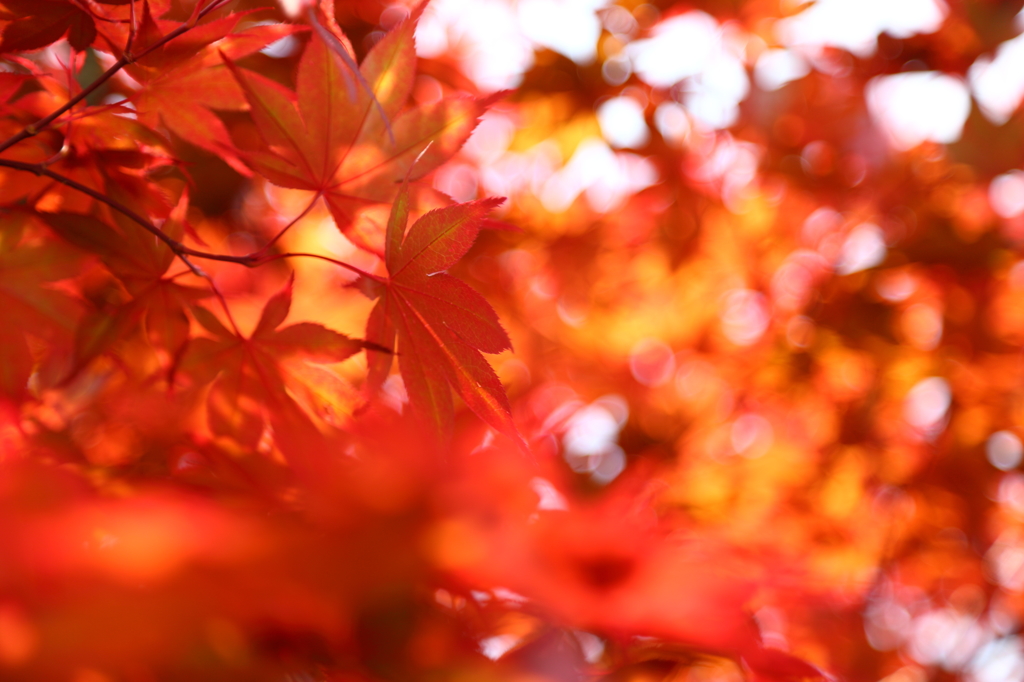 金沢城公園の赤もみじ