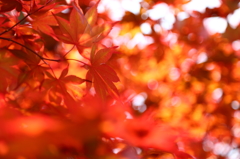 金沢城公園の赤もみじ