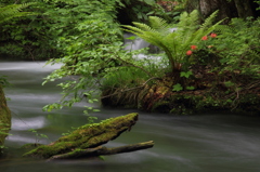 新緑の奥入瀬渓流