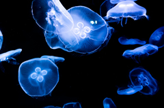  jellyfish III
