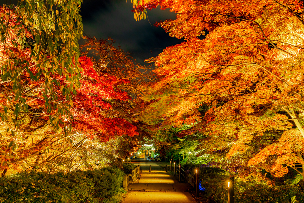 夜紅葉へと