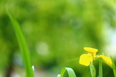 Flowers near V