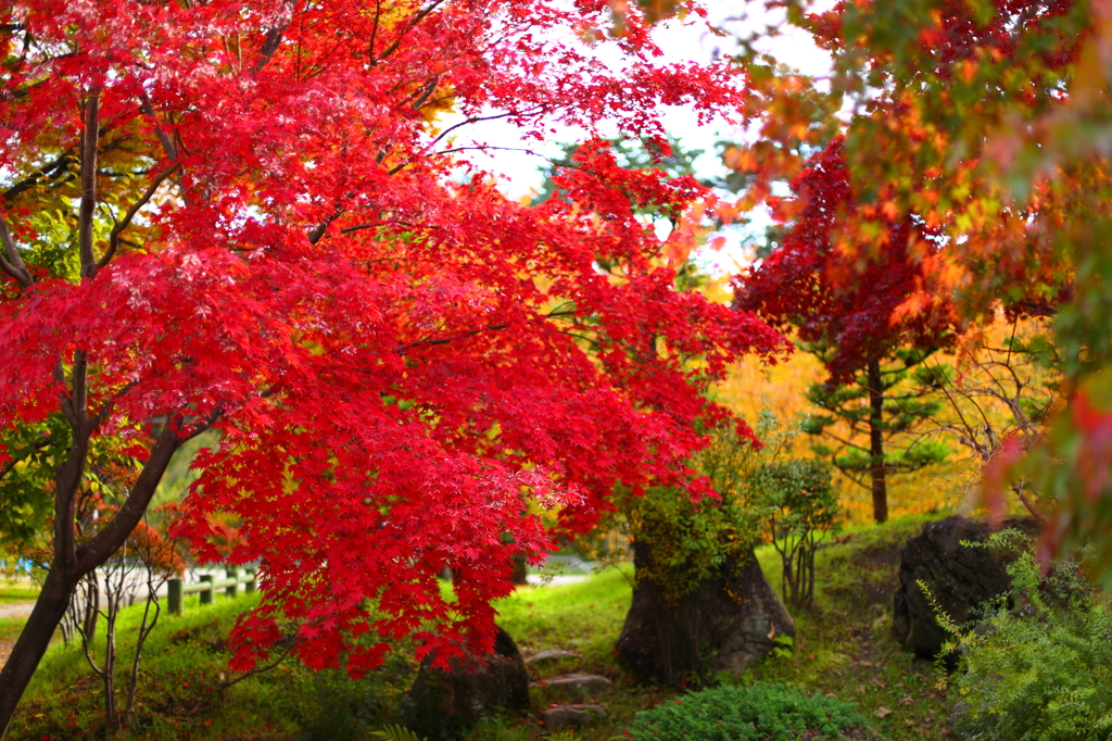 秋の弘前公園 09