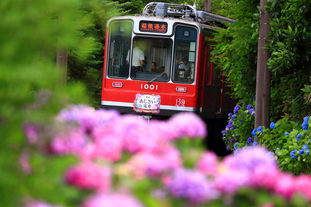 初夏の箱根 IX