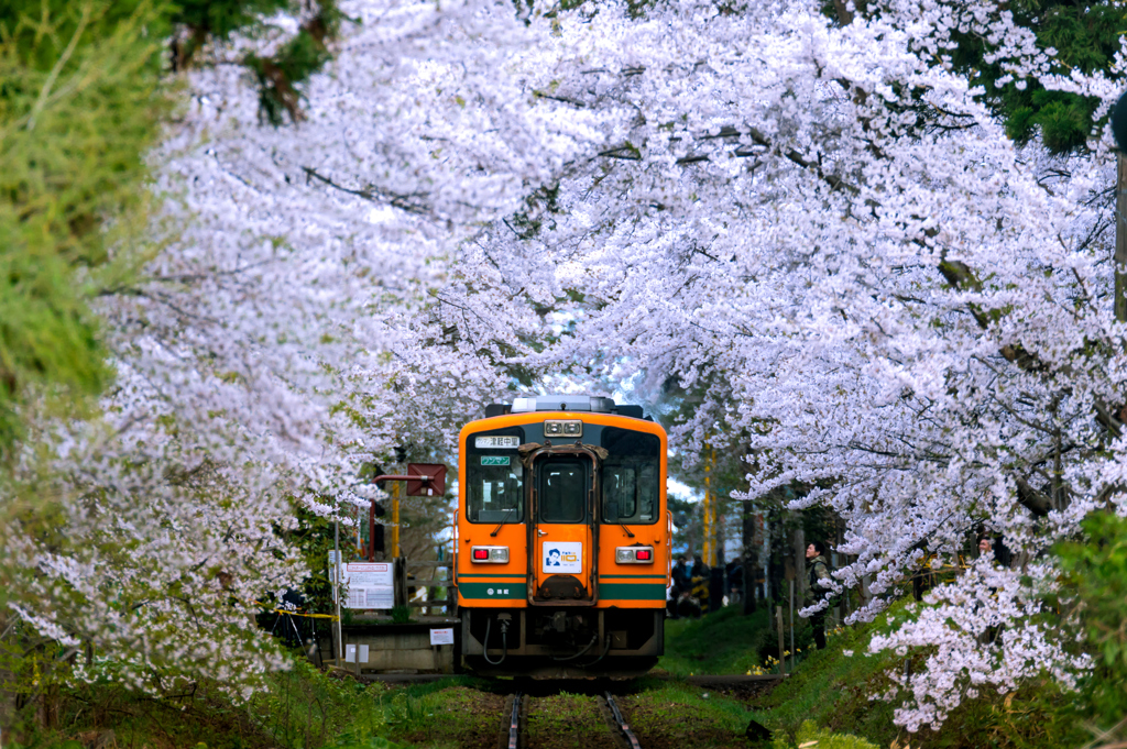 津鉄の春 2019 V