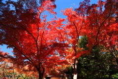 円覚寺の秋 I