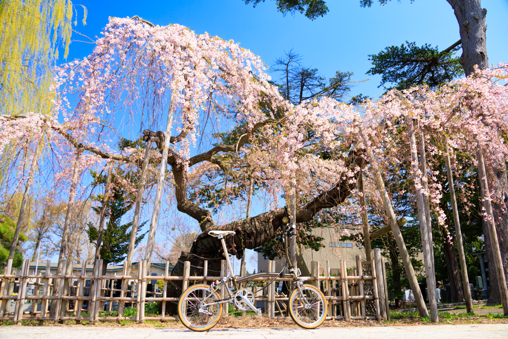 西光寺の枝垂れ桜 01