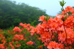 Azalea of plateau II