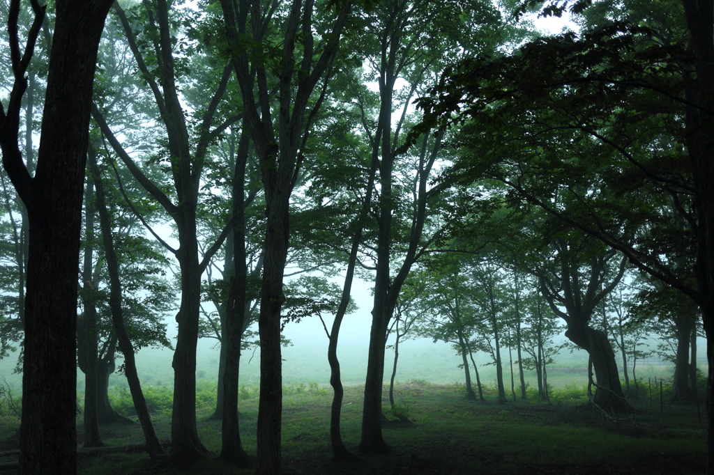 Forest of fog III