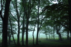 Forest of fog III