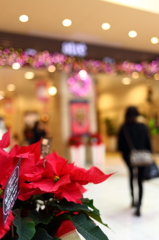 X'mas flower