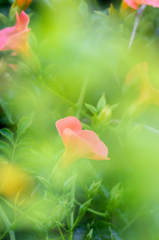 線路脇に咲く草花 II