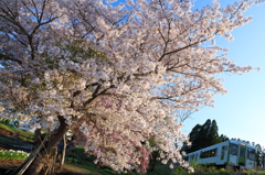 Hanami Train I