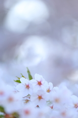 盛岡の桜 IV