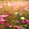煌めく秋桜 I