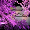 妖艶桜 II