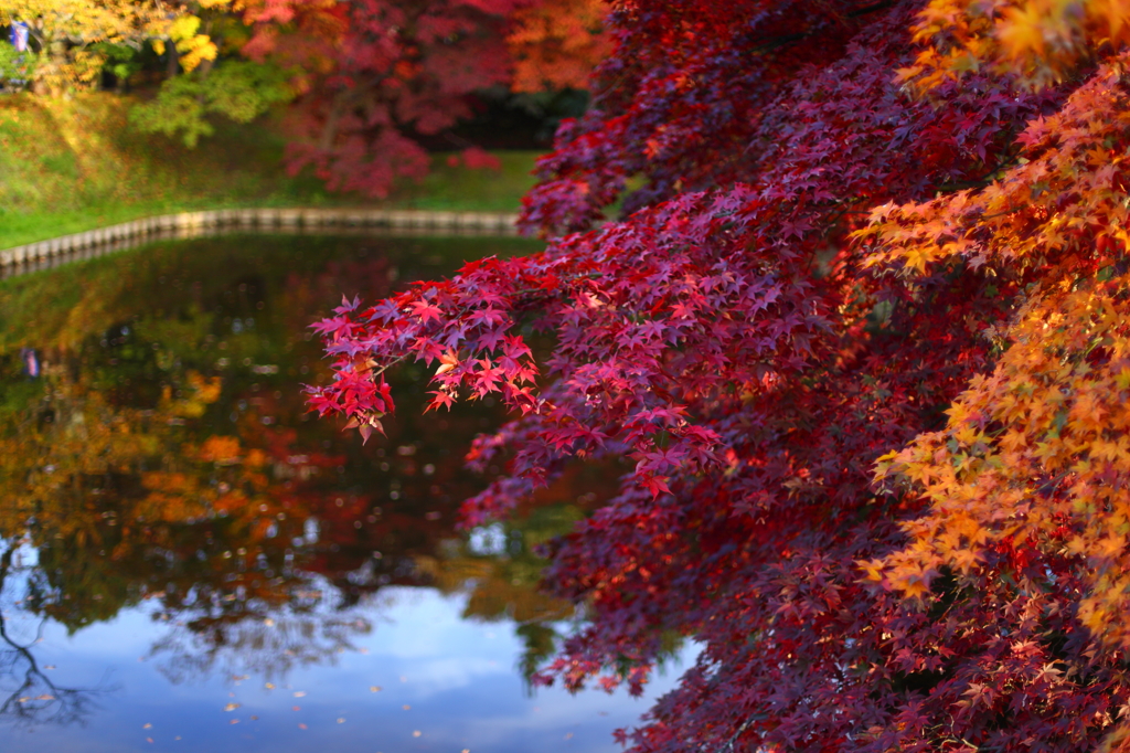 秋の弘前公園 16