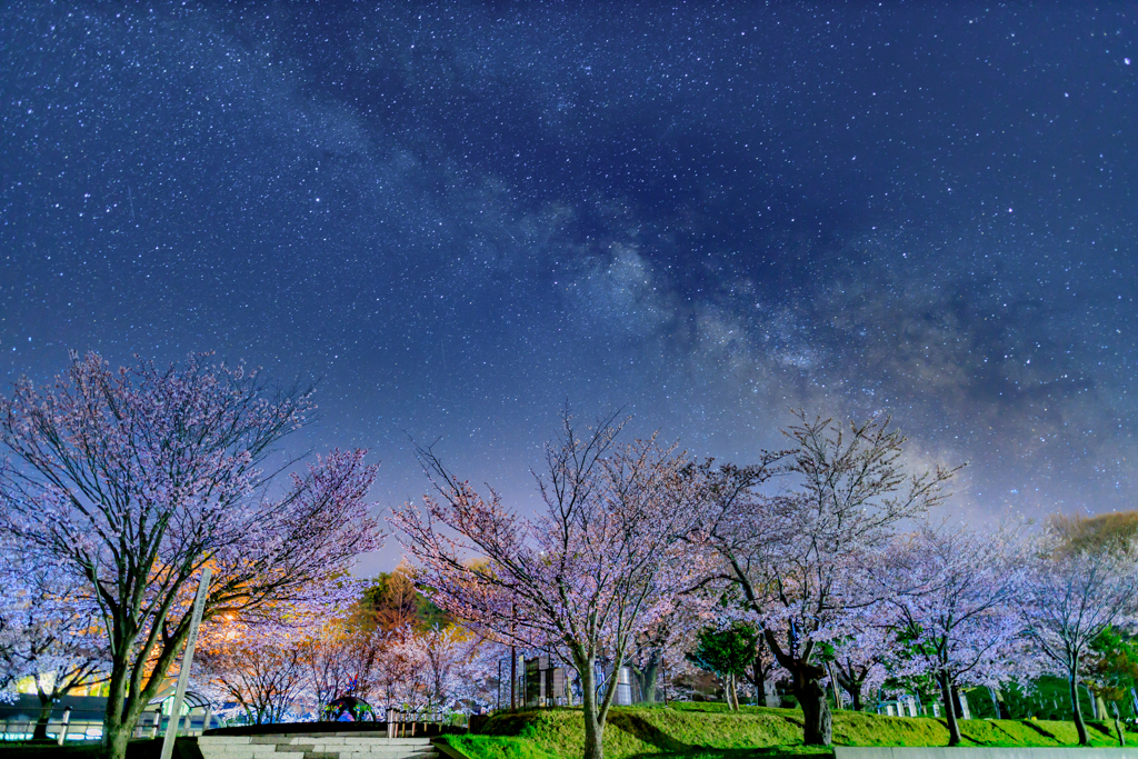 深夜の公園の桜