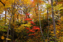 紅葉の奥入瀬渓流 51